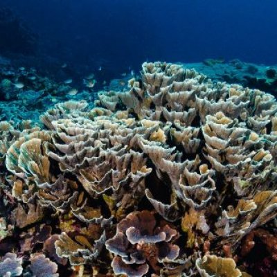 An underwater photo of a large coral structure. 